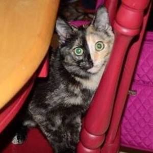 Meet your Posher, Julie